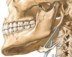 Huulten ja poskien sekä hampaiden ja ikenien väliin jää rakomainen tila, eteinen (vestibulum), johon korvasylkirauhasen tiehyt laskee.