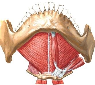Musculus mylohyoideus on leveä, levymäinen lihas, jonka puoliskot liittyvät keskiviivassa toisiinsa yhtenäiseksi levyksi yhdysjänteellä. Se muodostaa pääosan suupohjasta. M. geniohyoideus ja m.