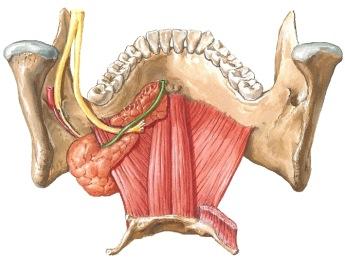 stylohyoideus ja digastrikuksen venter posterior eivät varsinaisesti muodosta suupohjaa. Suupohjan rakenne M. mylohyoideus, M. geniohyoideus ja M. digastricus, venter anterior M. stylohyoideus M.