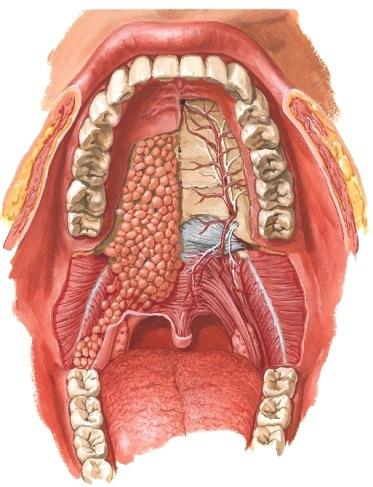 Suulaki, palatum durum et molle (M6p s934-8; G2p s1047-1054; N 6b, 8, 52, 56) Yläleuanluu, maxilla (M6p s825; G2p s814)yläleuanluun runko- osasta lähtee useita ulokkeita.