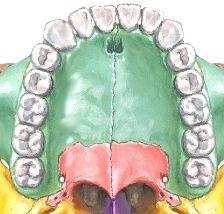 Aivan luisen suualen etuosassa on keskiviivan kummankin puolen aukko, foramen incisivum, josta tulee hermo (n. nasopalatinum) ja verisuonirakenteita nenäontelosta suulakeen ja etuosan ikeniin.