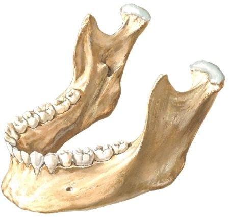 4. Alaleukaluu, mandibula (M6p s; G2p s1033-4, 1056-1060; N15) Mandibulan runko-osa (corpus) jatkuu leukakulman (angulus) kautta haarana, ramuksena ylöspäin.