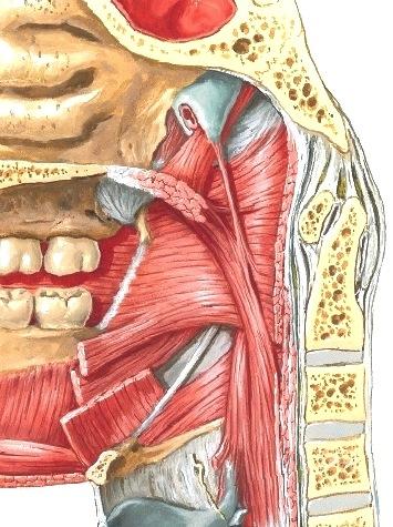 Vauvan mandibula Vanhuksen ja vauvan Processus alveolaris mandibulasta puuttuu processus alveolaris Angulus mentale Huulet ja posket ovat ensimmäinen osa lihaksista
