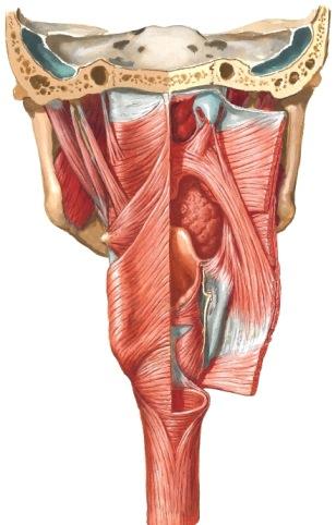 palatopharyngeuksen välissä. Kaarten sisällä ovat lihakset: m. palatoglossus ja palatopharyngeus.