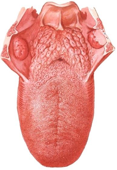 sublingualikseen (kielijänteen vieressä). Tiehyen pituudesta johtuu alttius tiehytkiviin (sialolithiasis). Kivet saattavat olla tunnusteltavissa matkan varrella.