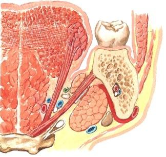 heti kielen alla olevan limakalvopoimun peittämänä alla ja musculus mylohyoideuksen päällä. Rauhasen lukuisat pienet laskutiehyet avautuvat ylöspäin limakalvolle.