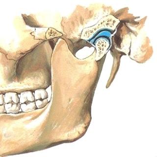 Leukanivel, articulatio temporomandibularis (M6p s916-921; G2p s922-4; N16) Nivelpään muodostaa mandibulan processus condylariksen päässä oleva sivusuunnassa pitkulainen, telamainen nivelpinta.