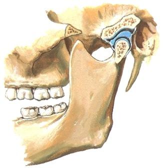 Suu hieman avattuna à saranatoiminto temporalen alapinnalla - Articulatio fossa mandibulae.
