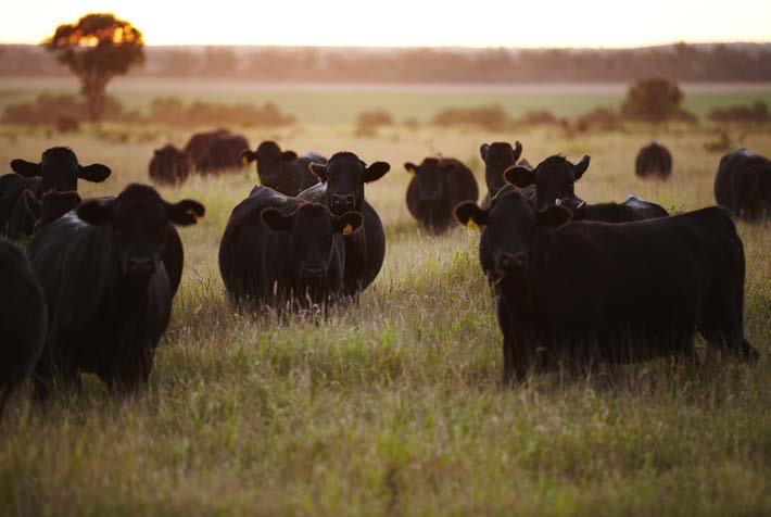 NAUDANLIHAA AUSTRALIASTA Australian Agricultural Company Martin & Servera tarjoaa Australian Agricultural Companyn tuottamaa Wagyu-lihaa.