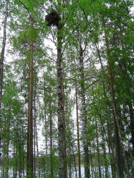 Haukkojen pesäpuita Heidi Björklund Kanahaukan pesäpuu on tyypillisesti kuusi (72 %; Luomus, petolintuseuranta, 2418