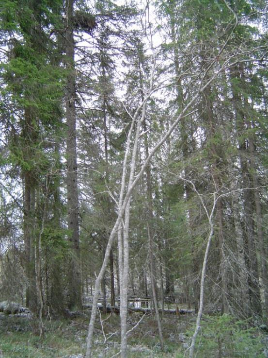 Kuusipesiä on kuitenkin hankala kuvata pesän peittyessä oksistoon. Pesä näkyy helpommin männystä tai lehtipuista.