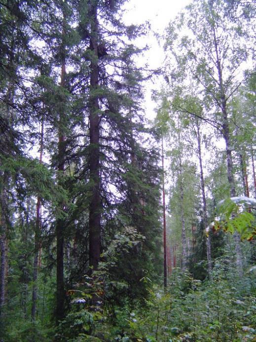 L:\luomus-data3\monitoring\Björklund\Metsohanke\Kuvia\HannuLehtoranta\PKPesat\Kon51 _Agen Pesäkuusen ympärille talven