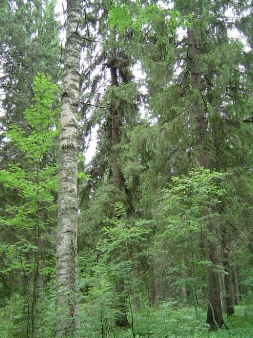 Lapinpöllö pesi 2006, kanahaukan pesintä epäonnistui 2007. Kuusipesä, Kontiolahti 20.8.2004.