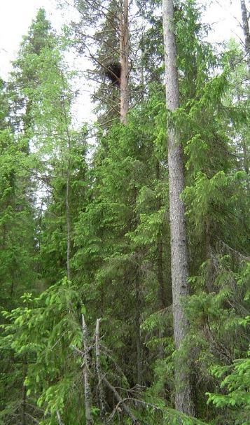 L:\luomusdata3\monitoring\Björklund\ Metsohanke\Kuvia\HannuLehtorant