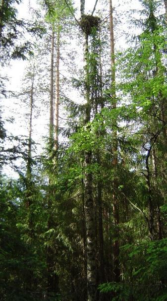 nta\pkpesat\juu01e_agkoivu_ilmasumaton2004 Saman kanahaukkareviirin