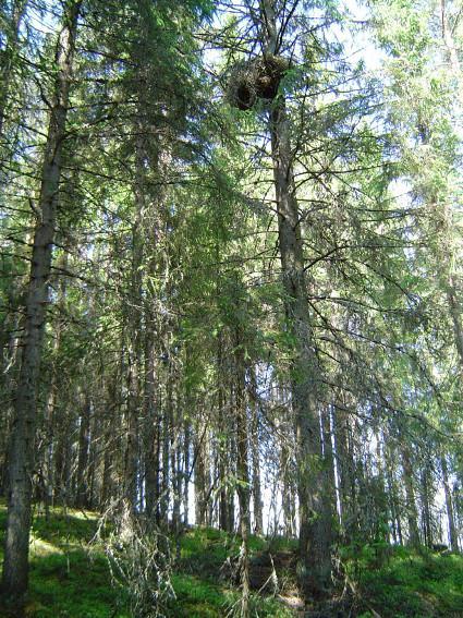 Vasemmanpuoleisessa pesässä oli epäonnistunut pesintäyritys 2004, muut