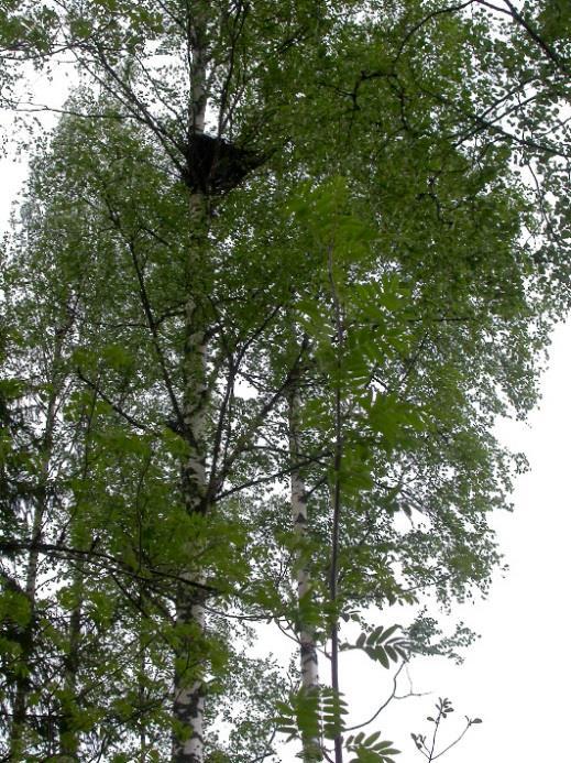 Mehiläishaukka Mehiläishaukka suosii pesäpuunaan kuusta (90 %; Luomus, petolintuseuranta, 413 pesän aineisto).
