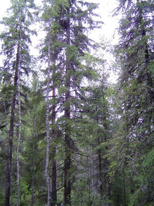 Mehiläishaukan pesää on hyvin vaikea löytää, sillä linnut ovat pesäpaikalla hiljaisia ja huomaamattomia.