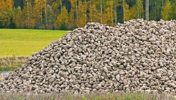 84 RIKKAKASVIEN TORJUNTA RIKKAKASVIEN TORJUNTA 85 Goltix 70 WG 5 kg Hellävaraisin metamitroni valmiste Juurikkaanviljelijän perusaine Soveltuu erityisen hyvin tankkiseoksiin HYVÄKSYTTY SEURAAVILLE