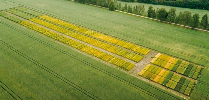 10 11 Elimäen vehnäkokeet, voimaperäisyyden vertailu: Suomensalpietari (N 90 kg/ha) YaraMila Y10 (N 120 kg/ha) + SS (N 40 kg/ha) Tautien torjunta Amistar 0,4 l/ha + Armure 0,4 l/ha Lehtilannoitus