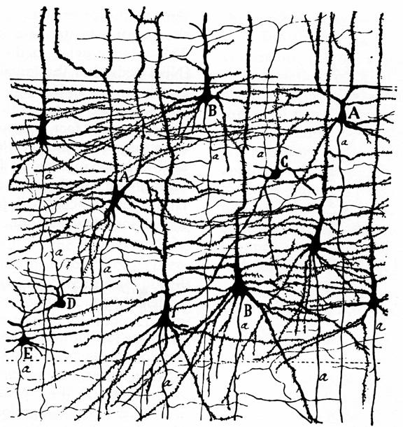 Hermosolu (neuroni) C.W.A.