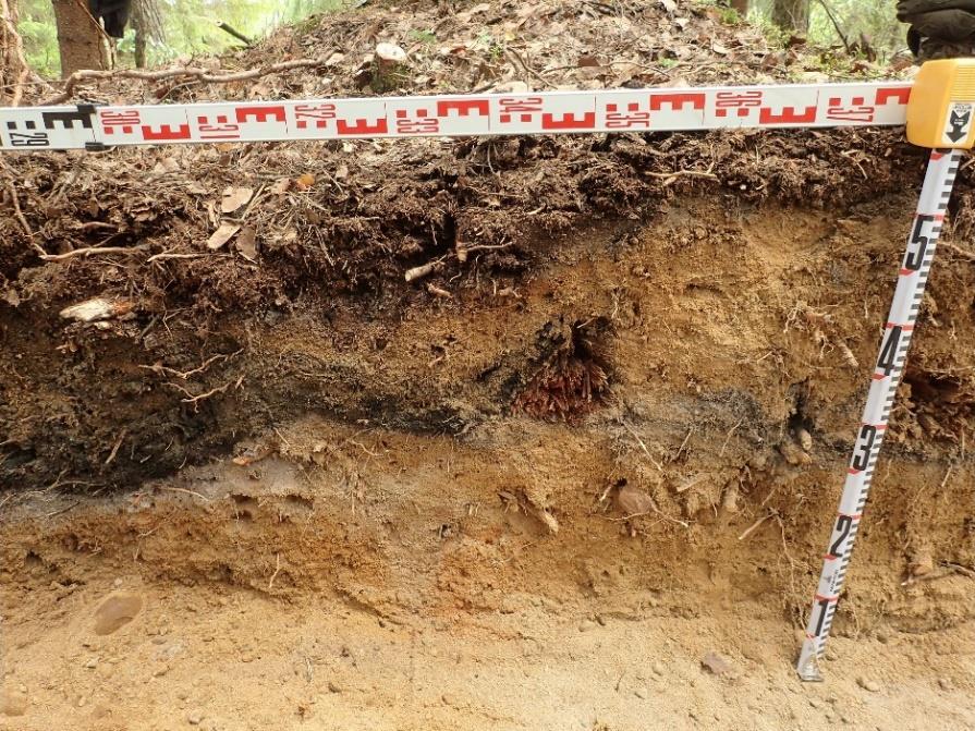 6 Hiilikerroksen reunoista havaittiin hiiltymättömät, halkaisijaltaan noin 10 cm paksuiset puut 3,1 metrin etäisyydeltä toisistaan.
