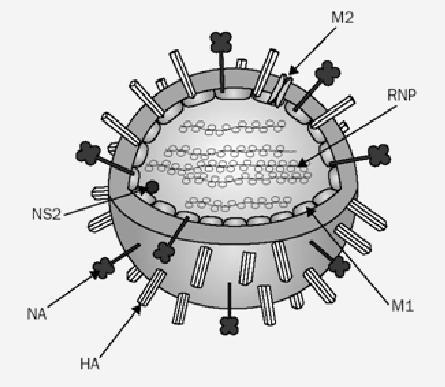 Kausi-influenssarokote Influenssa A: H1N1 ja H3N2 sekä B Inaktivoitu virus virusfragmentti puhdistettu pinta-antigeeni,