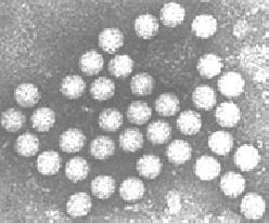 Enterovirukset Enterovirukset Picornaviridae, genus Enterovirus Vaipaton, (+) ssrna HEV-A (22 tyyppiä) HEV-B (60 tyyppiä) HEV-C (23 tyyppiä,