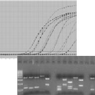 Diagnostiikka - menetelmät Tutkimus geeninmonistusmenetelmät: PCR, RT-PCR real time tyypityksessä sekvensointi, pyrosekvensointi