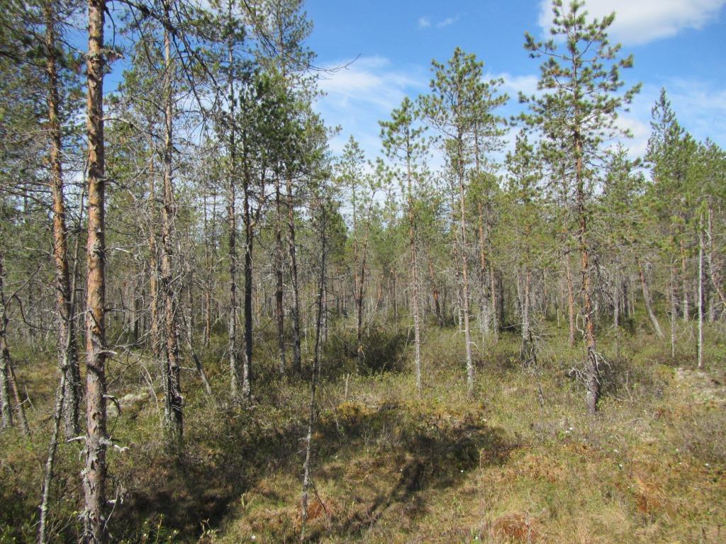 Voimalapaikan 4 sekapuustoisella tuoreella kankaalla on tehty harvennuksia. Tuulivoimala 5 Voimalapaikka sijaitsee isovarpurämemuuttumalla (IRmu), joka on muuttumassa turvekankaaksi.