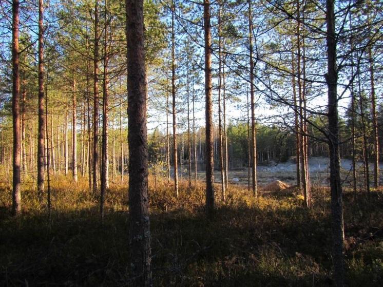 Tuulivoimala 6 Voimalapaikka sijaitsee suopursuvaltaisella ojitetulla rämeellä, joka on puustoltaan mäntyä.