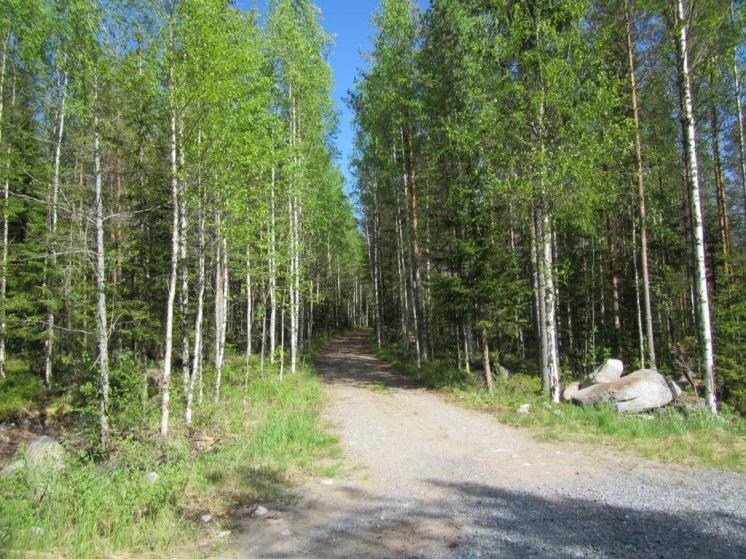 Lisäksi voimalapaikan ympäristössä on kuivahkoa kangasta (EVT), joka on puustoltaan varttunutta männikköä.