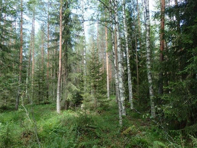 Tuulivoimala 7 Voimalapaikka on varttuneessa kuusettuvassa männikössä, jossa sekapuuna on lisäksi iäkästä koivua.