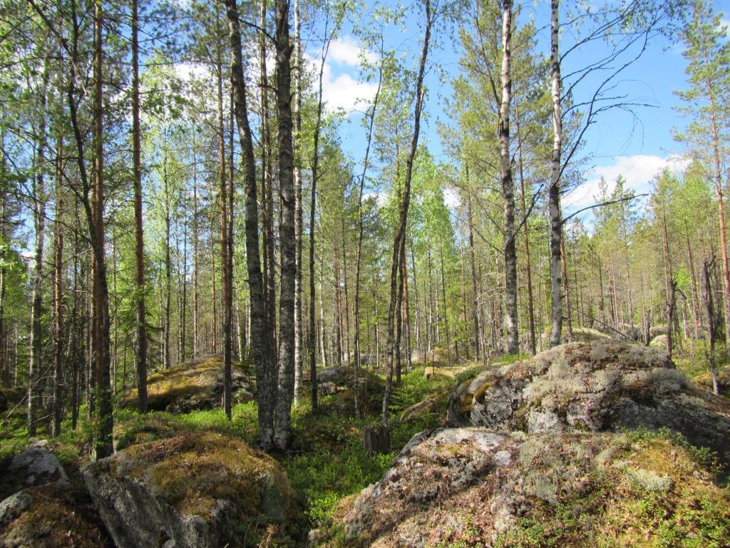 Tuulivoimala 8 Voimalapaikka sijaitsee kivikkoisella kuivahkolla kankaalla (EVT), jonka ympäristössä on tehty harvennuksia.