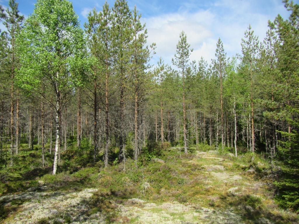Tielinjaus kulkee läpi kivikkoisen kuivahkon kankaan. Kuva 2-8. Voimalapaikan 8 kivikkoista sekametsää.