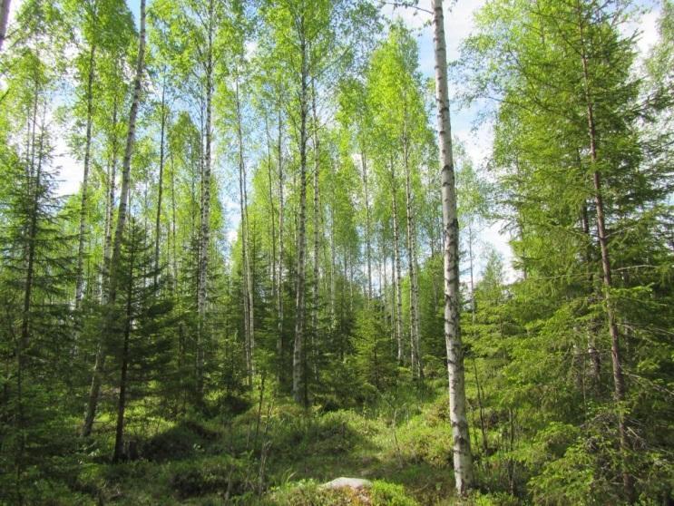 Puusto on mäntyvaltaista ja kenttäkerroksessa vallitsevat kanerva, jäkälät ja variksenmarja.