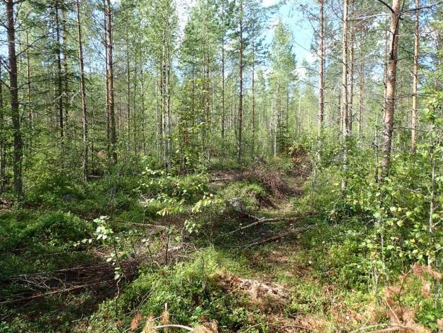 Tuulivoimala 10 Voimalapaikka on vastaharvennetussa nuoressa kasvatusmännikössä.
