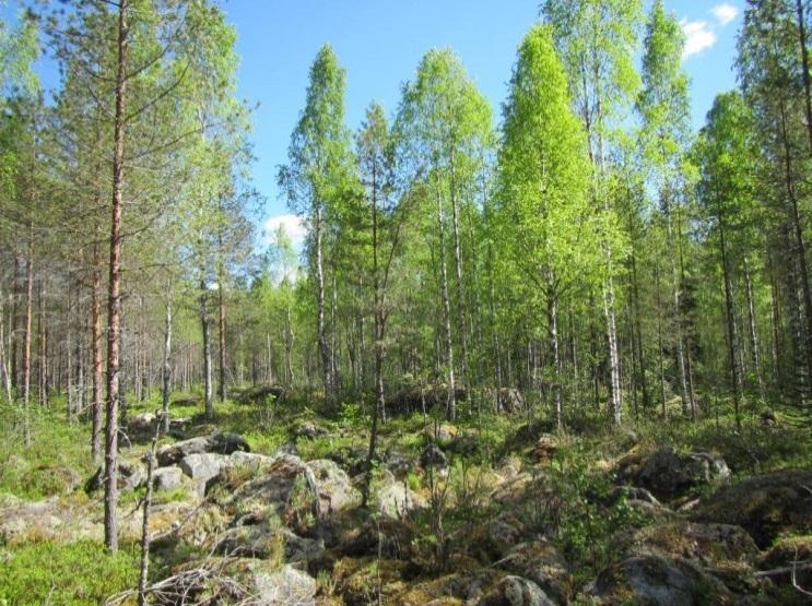 Voimalapaikan ympäristöä on laajamittaisesti harvennettu, ympäristössä ja voimalalle suunnitellun tien alueella on mm.