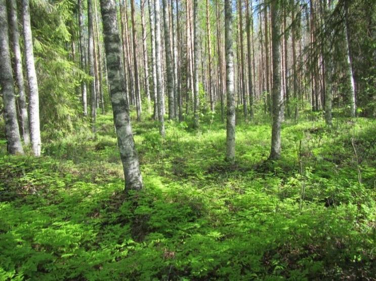 Tuulivoimala 11 Voimalapaikka on kivikkoista mäntyvaltaista kuivahkon kankaan (EVT) kasvatusmetsää.