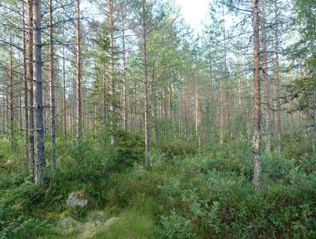 Tuulivoimala 12 Voimalapaikka on soistuneella kankaalla olevaa nuorta kasvatusmännikköä. Kenttäkerroksessa vallitsee korkeat varvut: vaivero, suopursu ja vaivaiskoivu.
