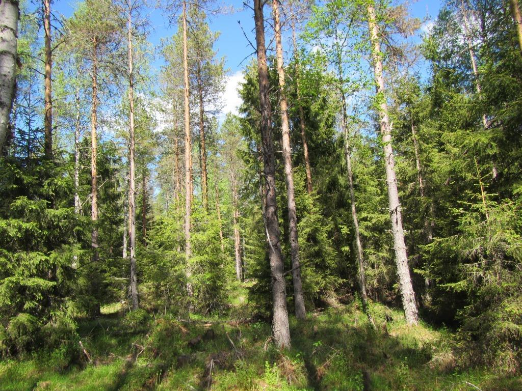 Tuulivoimala 13 Voimalapaikka sijaitsee mustikkaturvekankaalla (Mtkg). Puusto on mäntyvaltaista, kuusi ja koivu kasvavat sekapuuna. Kenttäkerroksessa kasvavat mm.