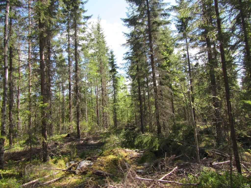 Tuulivoimala 14 Voimalapaikka 14 on harvennettua nuorta ja varttunutta kuusi-mänty sekametsää, jossa sekapuuna myös koivua ja haapaa.