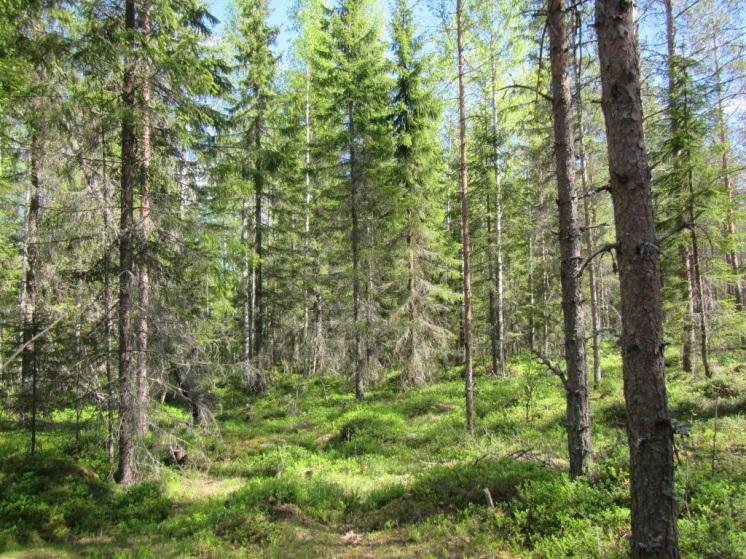 Voimalalle suunnitellun tien alueella on kuivahkon kankaan männikköä ja tuoreen kankaan kuusikkoa.