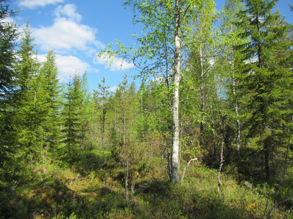 Vasemmalla voimalapaikan 14 harvennettua kuusikkoa, oikealla voimalalle suunnitellun tien alueen tuoreen kankaan kuusikkoa.