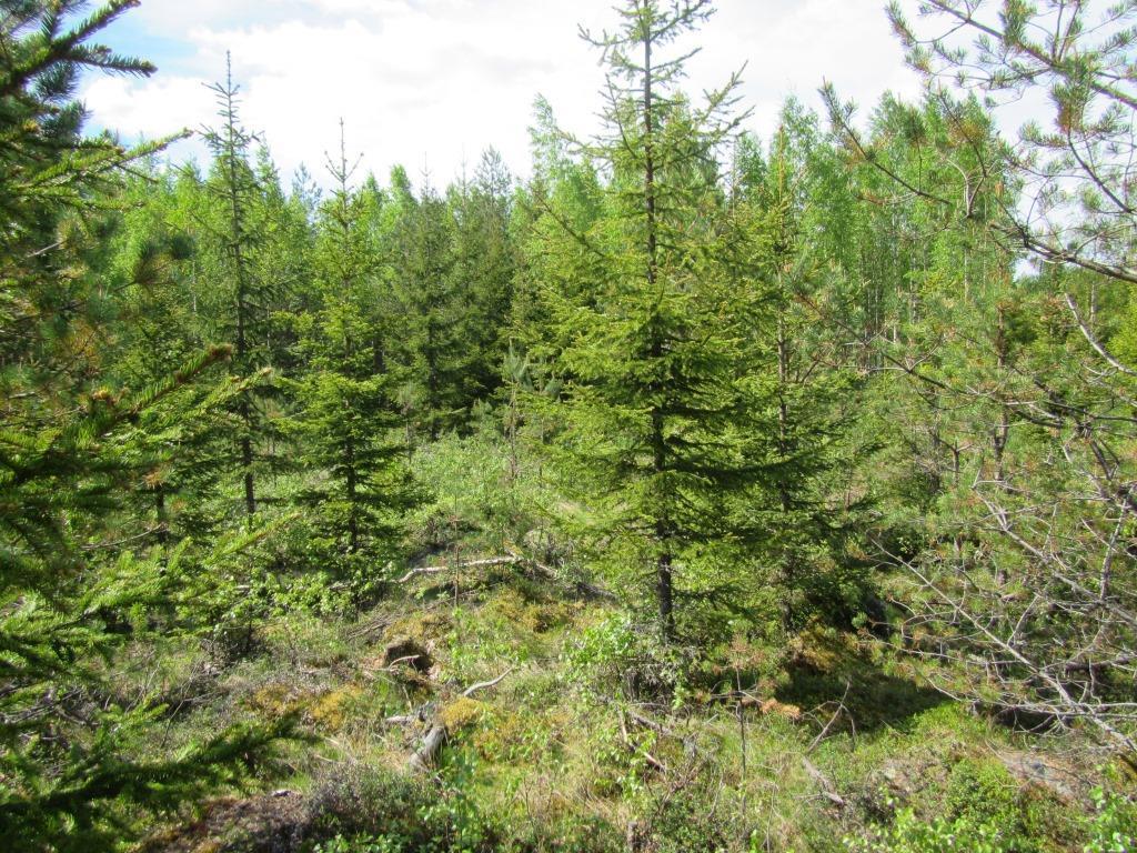 Tuulivoimala 16 Voimalapaikka sijaitsee mänty-kuusi taimikolla, jonka lajisto ilmentää kuivahkon kankaan (EVT) lajistoa.