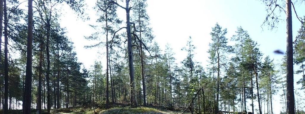 rämerahkasammal. Suon puusto on 2-4-metristä mäntyä. Suo vaihettuu kankaisiin yleisesti isovarpurämeinä. Suon eteläosan ojitusalue on laajalti turvekangasta.