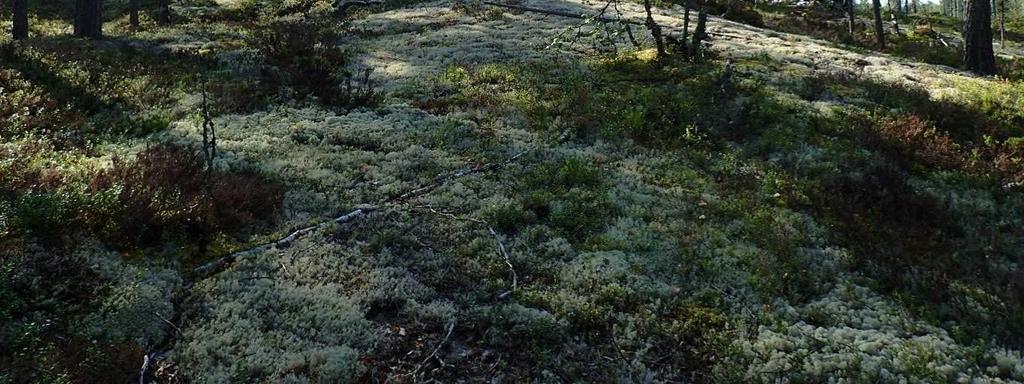 Tupasvillarämeet ja isovarpurämeet on arvioitu Etelä-Suomessa silmälläpidettävksi (NT) luontotyypeiksi ja pallosara- ja sararämeet vaarantuneeksi (VU) luontotyypeiksi (Raunio ym. 2008).