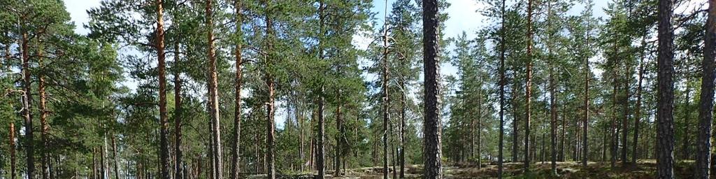 Kuva 2-19. Karu jäkäläpeitteinen kalliokko on metsälakikohde. 2.5 Vaikutukset kasvillisuuteen ja luontotyyppeihin Kasvillisuus- ja kasvistovaikutusten arviointi on laadittu kokeneen biologin asiantuntijatyönä.