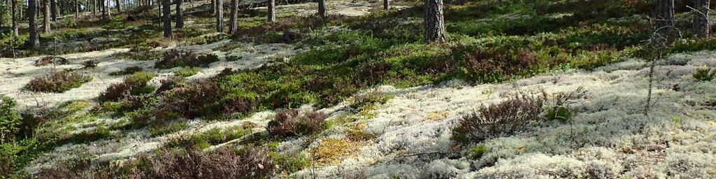 Hankealueelle on lisäksi tehty tarkentava maastokäynti alkukesällä 2017 voimalapaikkojen siirtymisen johdosta.
