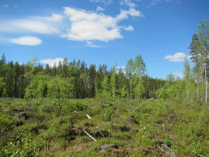 Tuulivoimapuiston alueelta tutkittiin tiedossa olevien suunniteltujen voimaloiden rakennuspaikat, niiden lähiympäristö ja tielinjaukset.